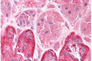 Human Kidney (formalin-fixed, paraffin-embedded) stained with CLIC5 antibody ABIN214746 at 2. (CLIC5 antibody  (C-Term))