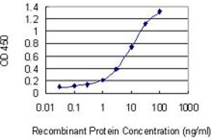 Detection limit for recombinant GST tagged NAT8B is 0. (NAT8B antibody  (AA 83-179))