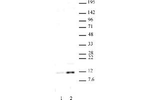 Histone H4 acetyl Lys16 antibody (pAb) tested by Western blot. (Histone H4 antibody  (acLys16))