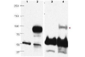 Western blots using  affinity purified anti-PRDM1/BLIMP1 antibody show detection of overexpressed PRDM1/BLIMP1 in whole transfected Raji cell lysate (lane 2) at ~88kDa.