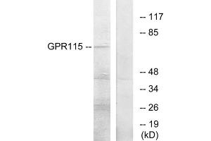 Western blot analysis of extracts from COLO205 cells, using GPR115 antibody. (G Protein-Coupled Receptor 115 antibody  (Internal Region))