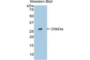 Western Blotting (WB) image for anti-Signaling Lymphocytic Activation Molecule Family Member 1 (SLAMF1) (AA 19-236) antibody (ABIN1860566)