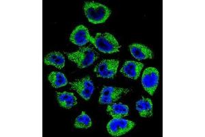 Confocal immunofluorescent analysis of COPE Antibody (C-term)(Cat#AP51023PU-N) with A375 cell followed by Alexa Fluor 488-conjugated goat anti-rabbit lgG (green). (COPE antibody  (C-Term))