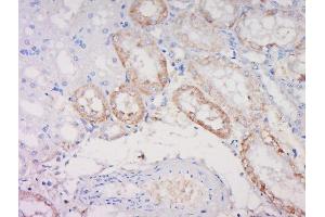 Paraformaldehyde-fixed, paraffin embedded rat kidney, Antigen retrieval by boiling in sodium citrate buffer (pH6) for 15min, Block endogenous peroxidase by 3% hydrogen peroxide for 30 minutes, Blocking buffer (normal goat serum) at 37°C for 20min, Antibody incubation with Noggin Polyclonal Antibody, Unconjugated  at 1:500 overnight at 4°C, followed by a conjugated secondary and DAB staining. (NOG antibody  (AA 28-130))