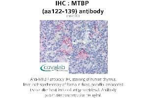 Image no. 1 for anti-MDM2 Binding Protein (MTBP) (AA 122-139) antibody (ABIN1737106)