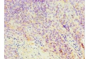 Immunohistochemistry of paraffin-embedded human tonsil tissue using ABIN7172045 at dilution of 1:100 (TXN2 antibody  (AA 1-166))