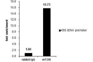 ChIP Image Cross-linked ChIP was performed with 293T chromatin extract and 5 μg of either control rabbit IgG or anti-mTOR antibody. (MTOR antibody  (C-Term))