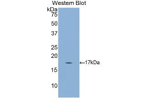 Western Blotting (WB) image for anti-Gastrokine 3 (GKN3) (AA 38-177) antibody (ABIN1859014)