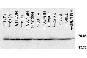 Western Blotting (WB) image for anti-Heat Shock Protein 70 (HSP70) antibody (PE) (ABIN2485873)