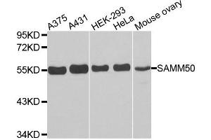 Western Blotting (WB) image for anti-Sorting and Assembly Machinery Component 50 Homolog (SAMM50) antibody (ABIN1874691) (SAMM50 antibody)