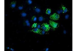 Anti-AK4 mouse monoclonal antibody (ABIN2454651) immunofluorescent staining of COS7 cells transiently transfected by pCMV6-ENTRY AK4 (RC220572). (AK4 antibody)