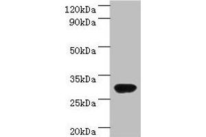Western blot All lanes: rbsK antibody at 2 μg/mL + DH5a whole cell lysate Secondary Goat polyclonal to rabbit IgG at 1/10000 dilution Predicted band size: 33 kDa Observed band size: 33 kDa (Ribokinase antibody  (AA 1-309))