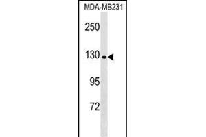 CNTN Antibody (C-term) (ABIN1536683 and ABIN2848914) western blot analysis in MDA-M cell line lysates (35 μg/lane). (CNTNAP4 antibody  (C-Term))