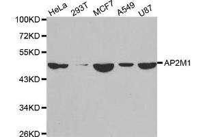Western blot analysis of extracts of various cell lines, using AP2M1 antibody. (AP2M1 antibody  (AA 134-433))