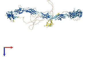 Fibronectin Type III Domain Containing 3B (FNDC3B) (AA 1-1207) protein (His tag)