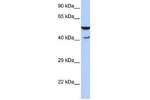 Western Blot showing HSPBAP1 antibody used at a concentration of 1-2 ug/ml to detect its target protein. (HSPBAP1 antibody  (N-Term))