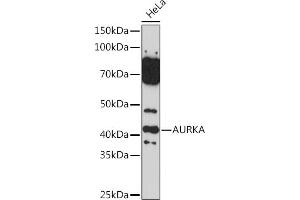 Western blot analysis of extracts of HeLa cells, using AURKA Rabbit pAb (ABIN3022969, ABIN3022970, ABIN3022971 and ABIN6219323) at 1:500 dilution. (Aurora A antibody  (AA 1-100))