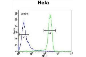 EFTUD1 Antibody (C-term) flow cytometric analysis of Hela cells (right histogram) compared to a negative control cell (left histogram).