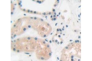 Figure. (MYL12A antibody  (AA 10-171))