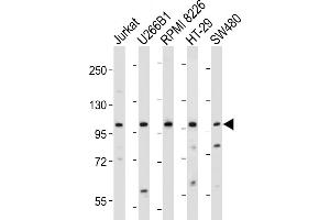 All lanes : Anti-NLRP6 Antibody (N-term) at 1:2000 dilution Lane 1: Jurkat whole cell lysate Lane 2: U266B1 whole cell lysate Lane 3: RI 8226 whole cell lysate Lane 4: HT-29 whole cell lysate Lane 5: S whole cell lysate Lysates/proteins at 20 μg per lane. (NLRP6 antibody  (N-Term))