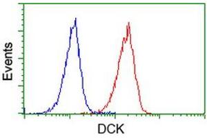 Image no. 2 for anti-Deoxycytidine Kinase (DCK) antibody (ABIN1497775) (DCK antibody)