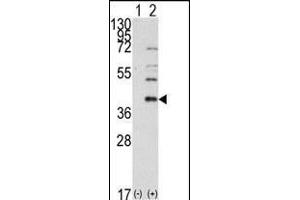 Western blot analysis of AOS1 (arrow) using rabbit polyclonal AOS1 Antibody (C-term) (ABIN389081 and ABIN2839278).