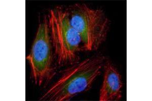 Immunofluorescence analysis of Hela cells using anti-MAP2K2 mAb (green). (MEK2 antibody)