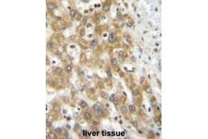 NPS3A Antibody (Center) immunohistochemistry analysis in formalin fixed and paraffin embedded human liver tissue followed by peroxidase conjugation of the secondary antibody and DAB staining. (NIPSNAP3A antibody  (Middle Region))