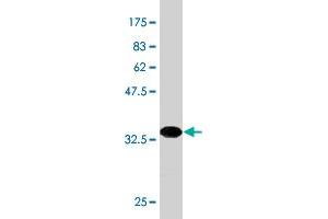 Western Blot detection against Immunogen (36. (RUNX2 antibody  (AA 251-350))