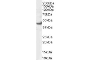 Image no. 1 for anti-Mitogen-Activated Protein Kinase 3 (MAPK3) (N-Term) antibody (ABIN374560) (ERK1 antibody  (N-Term))