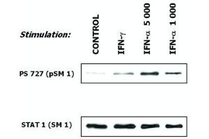Induction of phosphorylation of STAT1 (Western Blotting) Fig. (STAT1 antibody)