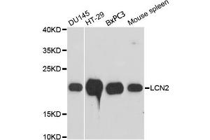 Western blot analysis of extracts of various cell lines, using LCN2 antibody (ABIN1873521) at 1:3000 dilution. (Lipocalin 2 antibody)