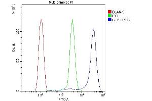 anti-Complement Factor P (CFP) antibody
