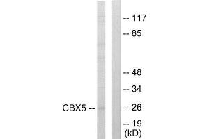 Western Blotting (WB) image for anti-Chromobox Homolog 5 (CBX5) (Internal Region) antibody (ABIN1849370) (CBX5 antibody  (Internal Region))