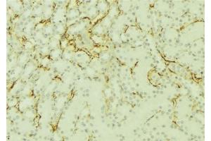 ABIN6277101 at 1/100 staining Mouse kidney tissue by IHC-P.