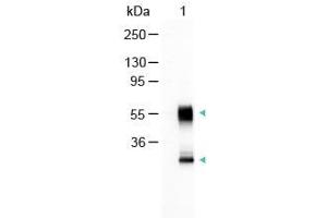 Western Blot of Alkaline Phosphatase Conjugated Goat Anti-Mouse IgG Antibody Lane 1: Mouse IgG Load: 100 ng per lane Secondary antibody: Alkaline Phosphatase Conjugated Goat Anti-Mouse IgG Antibody at 1:1000 for 60 min at RT Block: ABIN925618 for 30 min RT Predicted/Observed size: 55 and 28 kDa, 55 and 28 kDa (Goat anti-Mouse IgG (Heavy & Light Chain) Antibody (Alkaline Phosphatase (AP)) - Preadsorbed)