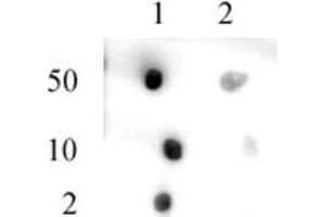 Pht1 / H2AZ acetyl pAb tested by dot blot analysis. (Pht1 / Histone H2A.Zac (N-Term) antibody)
