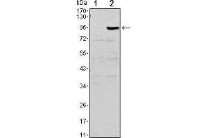 Western blot analysis using TNFRSF11B mAb against HEK293 (1) and TNFRSF11B(AA: 22-401)-hIgGFc transfected HEK293 (2) cell lysate. (Osteoprotegerin antibody)