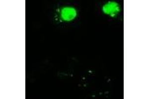 Anti-AKT3 mouse monoclonal antibody (ABIN2452528) immunofluorescent staining of COS7 cells transiently transfected by pCMV6-ENTRY AKT3 (RC221051). (AKT3 antibody)