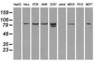 Image no. 2 for anti-Signal Transducer and Activator of Transcription 1, 91kDa (STAT1) antibody (ABIN1501171) (STAT1 antibody)