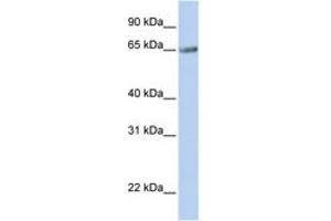 Image no. 1 for anti-Transmembrane 9 Superfamily Member 1 (TM9SF1) (AA 144-193) antibody (ABIN6743324) (TM9SF1 antibody  (AA 144-193))