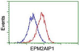 Flow Cytometry (FACS) image for anti-EPM2A (Laforin) Interacting Protein 1 (EPM2AIP1) antibody (ABIN1498045) (EPM2AIP1 antibody)