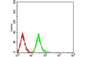 Flow cytometric analysis of Jurkat cells using Phospho-4E-BP1 (Ser65) mouse mAb (green) and negative control (red). (eIF4EBP1 antibody  (pSer65))