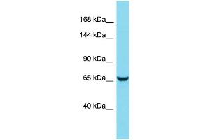 Western Blotting (WB) image for anti-Hemicentin 2 (HMCN2) (N-Term) antibody (ABIN2438728) (Hemicentin 2 antibody  (N-Term))