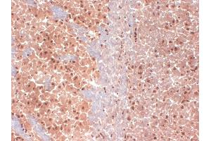 IHC analysis of HCN1 in frozen sections of mouse brain extract using HCN1 antibody.