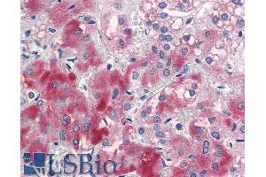 ABIN5539762 (5µg/ml) staining of paraffin embedded Human Adrenal Gland. (ENC1 antibody  (Internal Region))