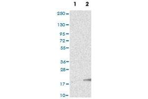 Western Blot (Cell lysate) analysis of (1) Negative control (vector only transfected HEK293T lysate), and (2) Over-expression lysate (Co-expressed with a C-terminal myc-DDK tag (~3. (GnRH2 antibody)