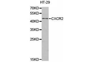 Western Blotting (WB) image for anti-Chemokine (C-X-C Motif) Receptor 2 (CXCR2) antibody (ABIN1872136) (CXCR2 antibody)