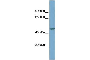 Host:  Rabbit  Target Name:  ZSCAN21  Sample Type:  COLO205 Whole cell lysates  Antibody Dilution:  1. (ZSCAN21 antibody  (Middle Region))