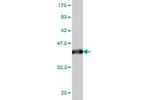 Western Blot detection against Immunogen (37. (ERF antibody  (AA 181-290))